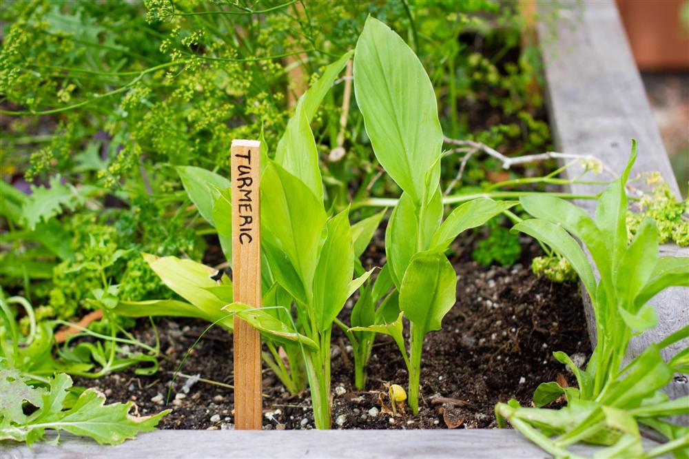 Cô gái xinh đẹp luôn tràn ngập năng lượng hạnh phúc khi trồng cả khu vườn toàn rau quả sạch-5