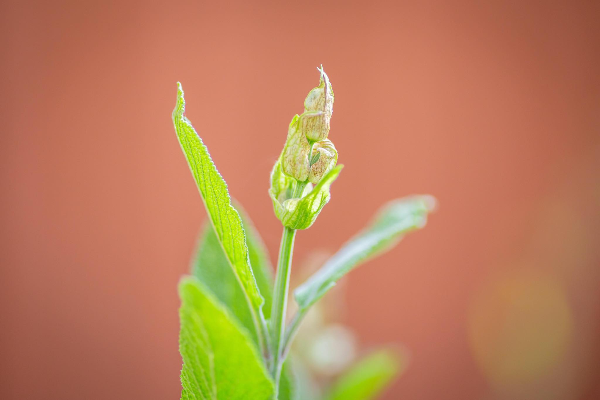 Cô gái xinh đẹp luôn tràn ngập năng lượng hạnh phúc khi trồng cả khu vườn toàn rau quả sạch-13