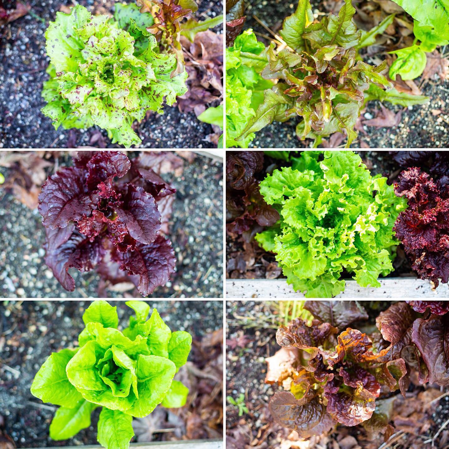 Cô gái xinh đẹp luôn tràn ngập năng lượng hạnh phúc khi trồng cả khu vườn toàn rau quả sạch-16