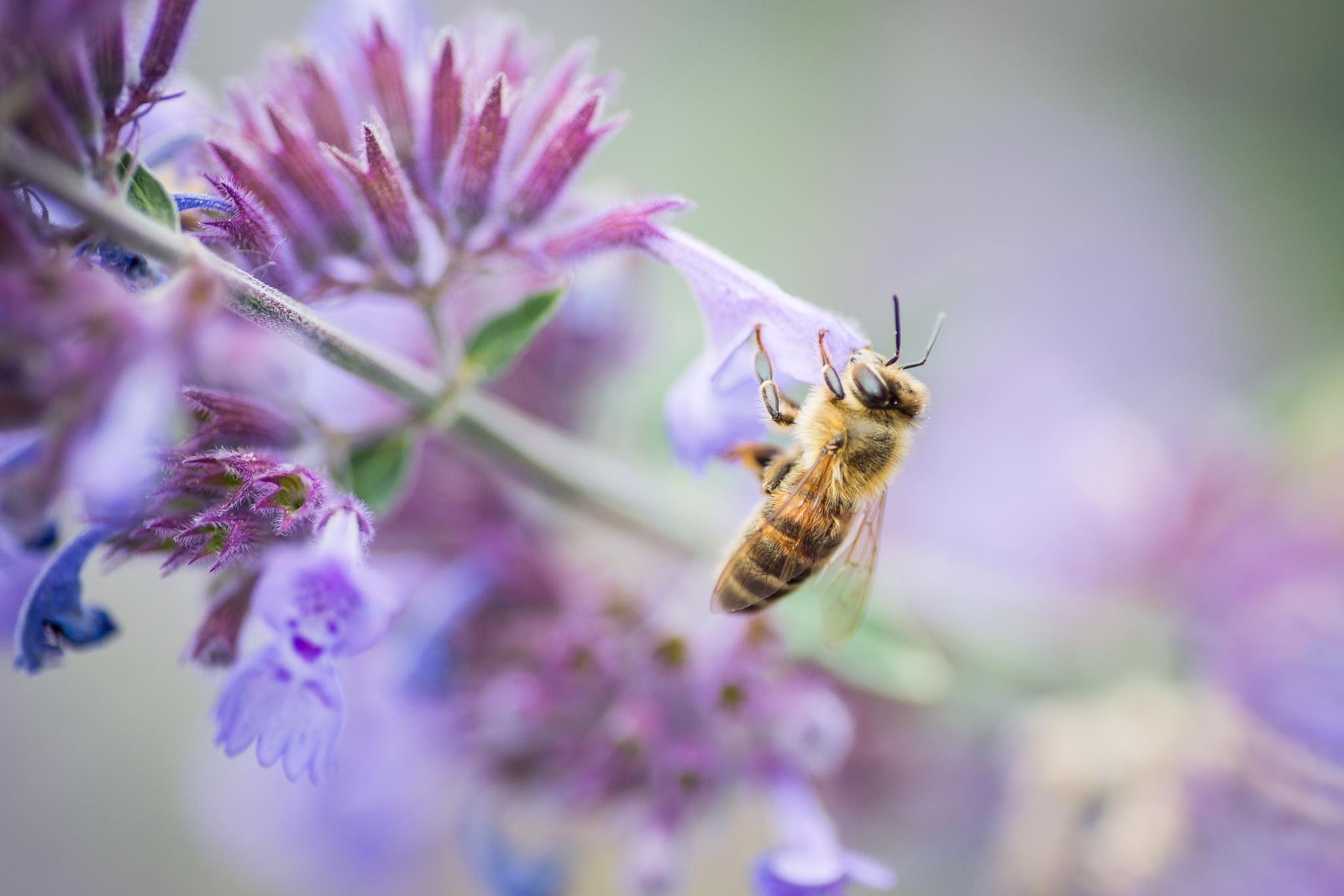 Cô gái xinh đẹp luôn tràn ngập năng lượng hạnh phúc khi trồng cả khu vườn toàn rau quả sạch-11