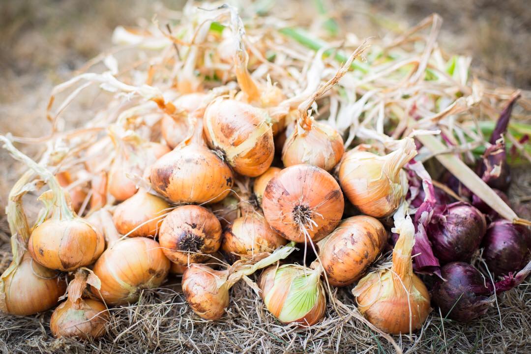 Cô gái xinh đẹp luôn tràn ngập năng lượng hạnh phúc khi trồng cả khu vườn toàn rau quả sạch-17