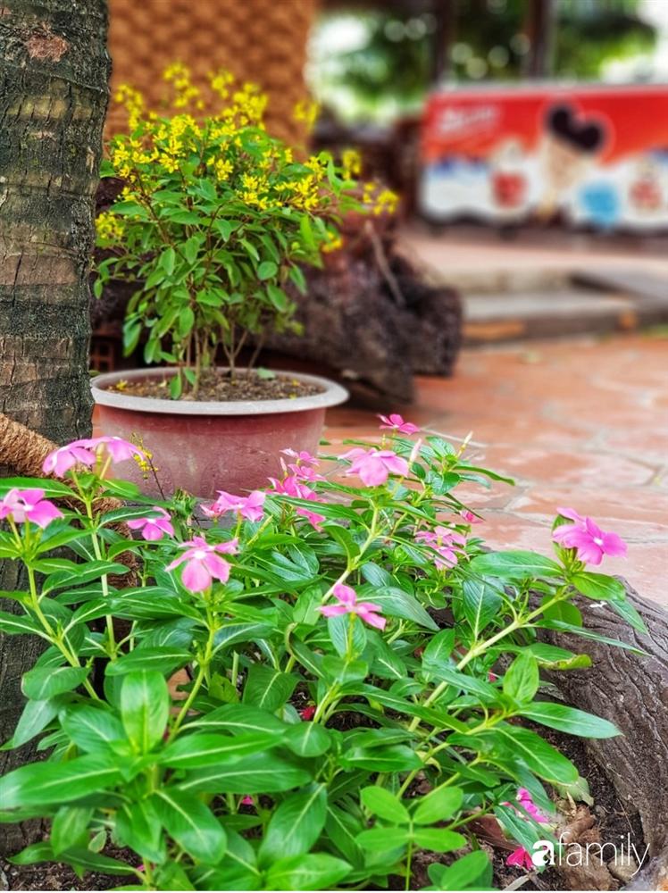 Ngôi nhà làm từ 4000 trái dừa có chi phí xây dựng lên đến 6 tỷ ở Vĩnh Long và tâm nguyện của chủ nhà khiến ai cũng bất ngờ-8