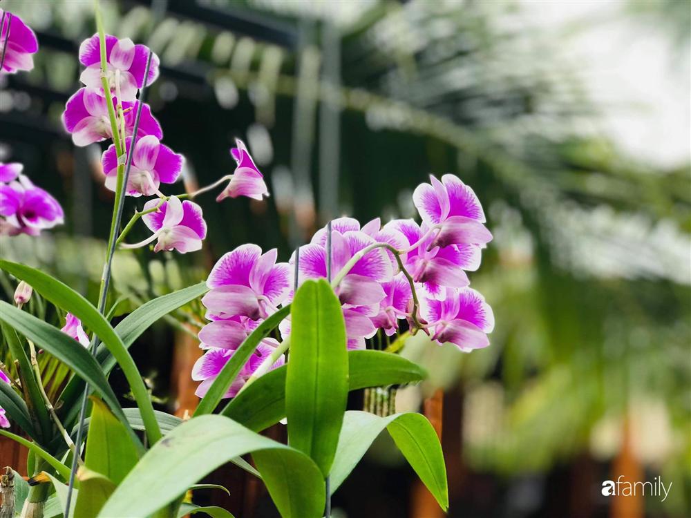 Ngôi nhà làm từ 4000 trái dừa có chi phí xây dựng lên đến 6 tỷ ở Vĩnh Long và tâm nguyện của chủ nhà khiến ai cũng bất ngờ-23