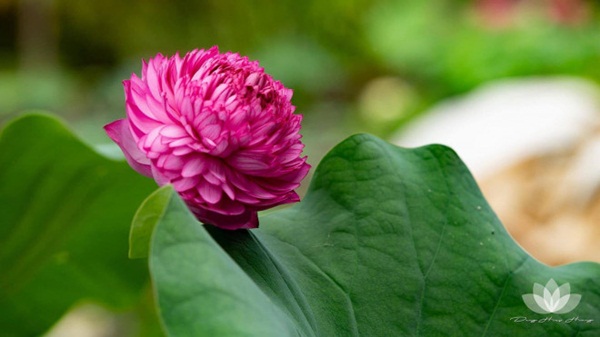 Hết chơi sen ta, chị em lại chi cả đống tiền mua sen nghìn cánh về sống ảo, nghe đến giá tiền mới giật mình-2