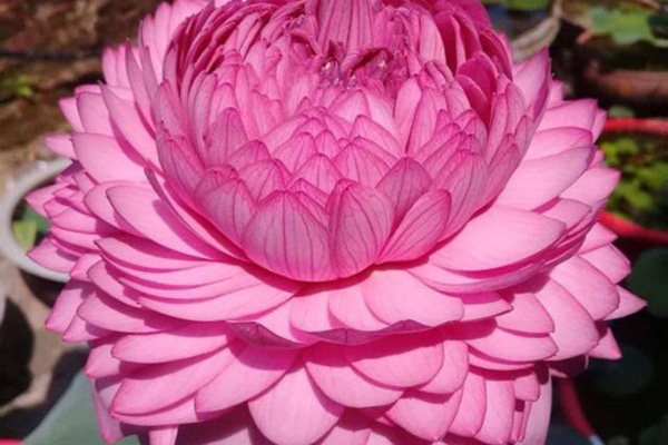 Cả làng trồng sen, chỉ bán hạt cũng lãi gấp đôi so với cấy lúa-9