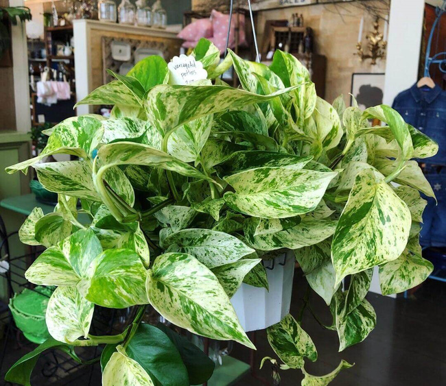 15 loại cây cảnh không chỉ tốt trong phong thủy mà còn có tác dụng lọc sạch không khí, nhà nào cũng nên có 1 cây-7