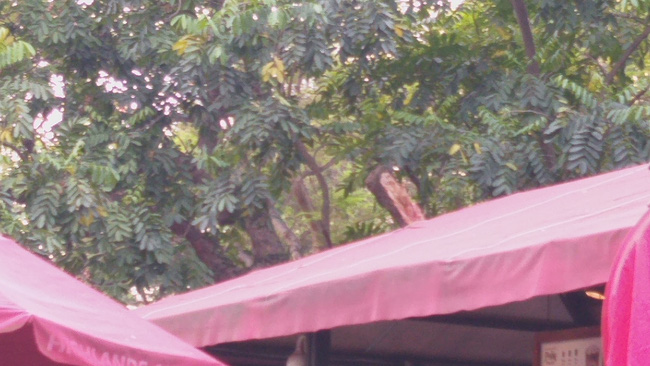 Hà Nội: Cành cây gãy trúng quán cà phê khiến nhiều người chạy tán loạn-2