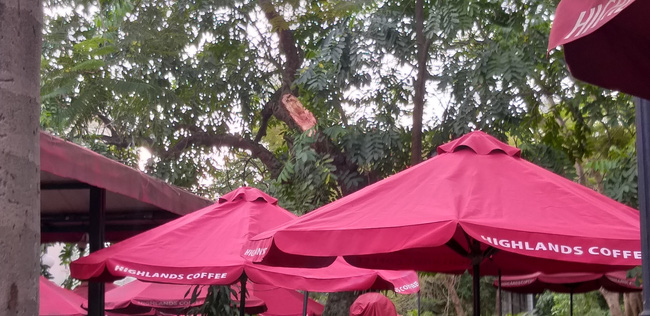 Hà Nội: Cành cây gãy trúng quán cà phê khiến nhiều người chạy tán loạn-3