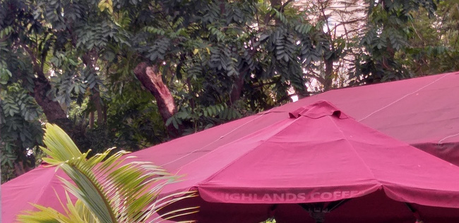 Hà Nội: Cành cây gãy trúng quán cà phê khiến nhiều người chạy tán loạn-5