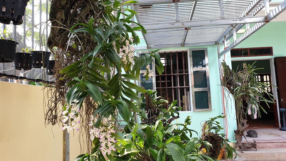 4 triệu/cm, loại lan cực hiếm, hoa đẹp hiếm thấy-2