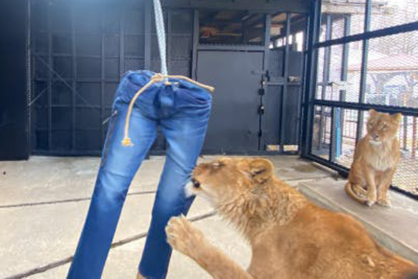 Đôi dép rách chó nhà gặm bán 1 triệu đồng-3