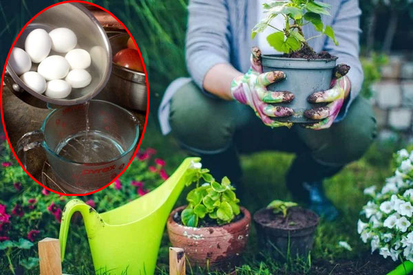 Mẹo khử mùi và cách ninh chân giò heo đậm đà, đẹp mắt-1