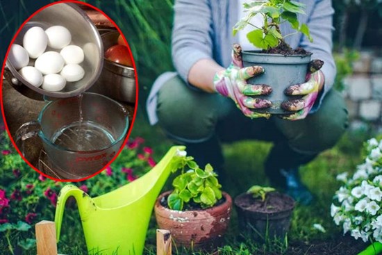 Luộc trứng xong đem đổ nước ra vườn, ngạc nhiên vì cây tốt hơn bón phân