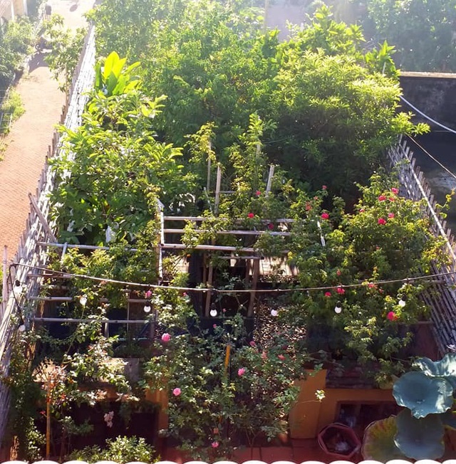 Vườn cây, ao cá đẹp mê trên sân thượng tầng 4 của ông chủ quán phở Sài Gòn-1