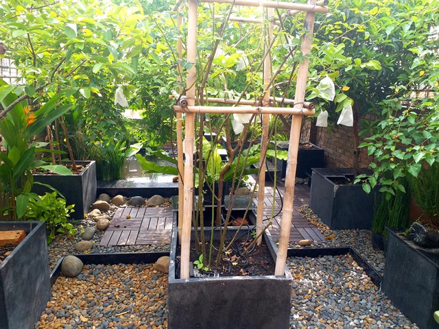 Vườn cây, ao cá đẹp mê trên sân thượng tầng 4 của ông chủ quán phở Sài Gòn-5