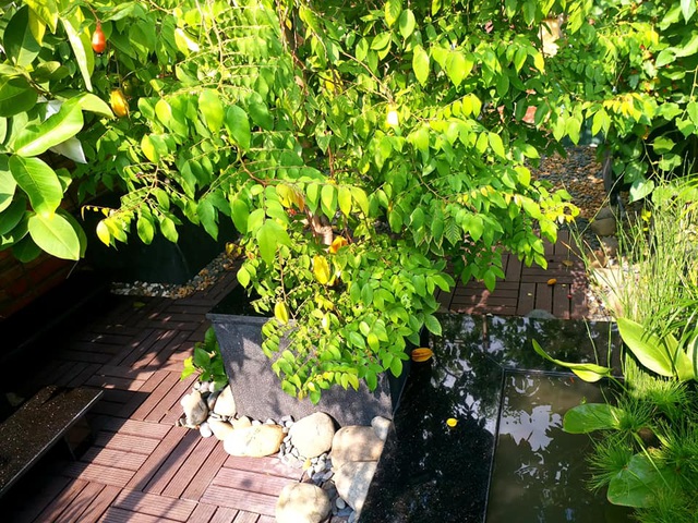 Vườn cây, ao cá đẹp mê trên sân thượng tầng 4 của ông chủ quán phở Sài Gòn-7