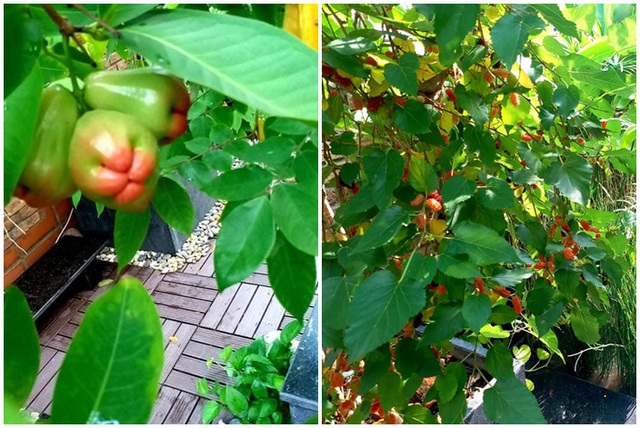 Vườn cây, ao cá đẹp mê trên sân thượng tầng 4 của ông chủ quán phở Sài Gòn-8