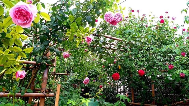 Vườn cây, ao cá đẹp mê trên sân thượng tầng 4 của ông chủ quán phở Sài Gòn-9