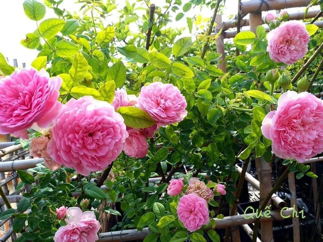 Vườn cây, ao cá đẹp mê trên sân thượng tầng 4 của ông chủ quán phở Sài Gòn-10