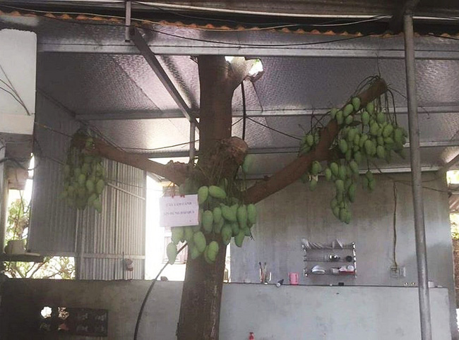 Cây xoài mọc trong nhà cụt cả cành nhưng vẫn mắn đẻ, quả sai chi chít khiến hội chị em thèm không nhịn được-1