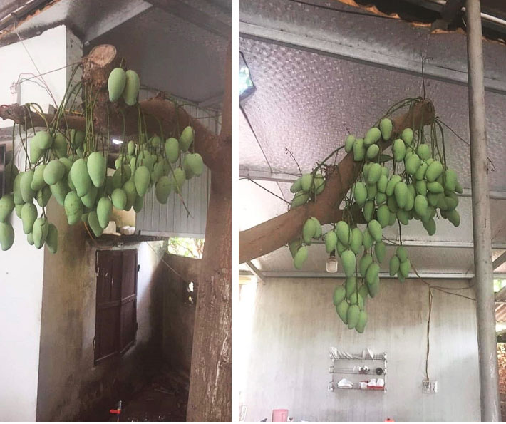 Cây xoài mọc trong nhà cụt cả cành nhưng vẫn mắn đẻ, quả sai chi chít khiến hội chị em thèm không nhịn được-2