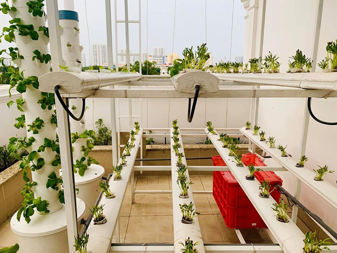 Ngắm vườn rau và nấm sạch do chính tay MC Đại Nghĩa tự trồng trên sân thượng nhà mình ở quận 7, TP HCM-2