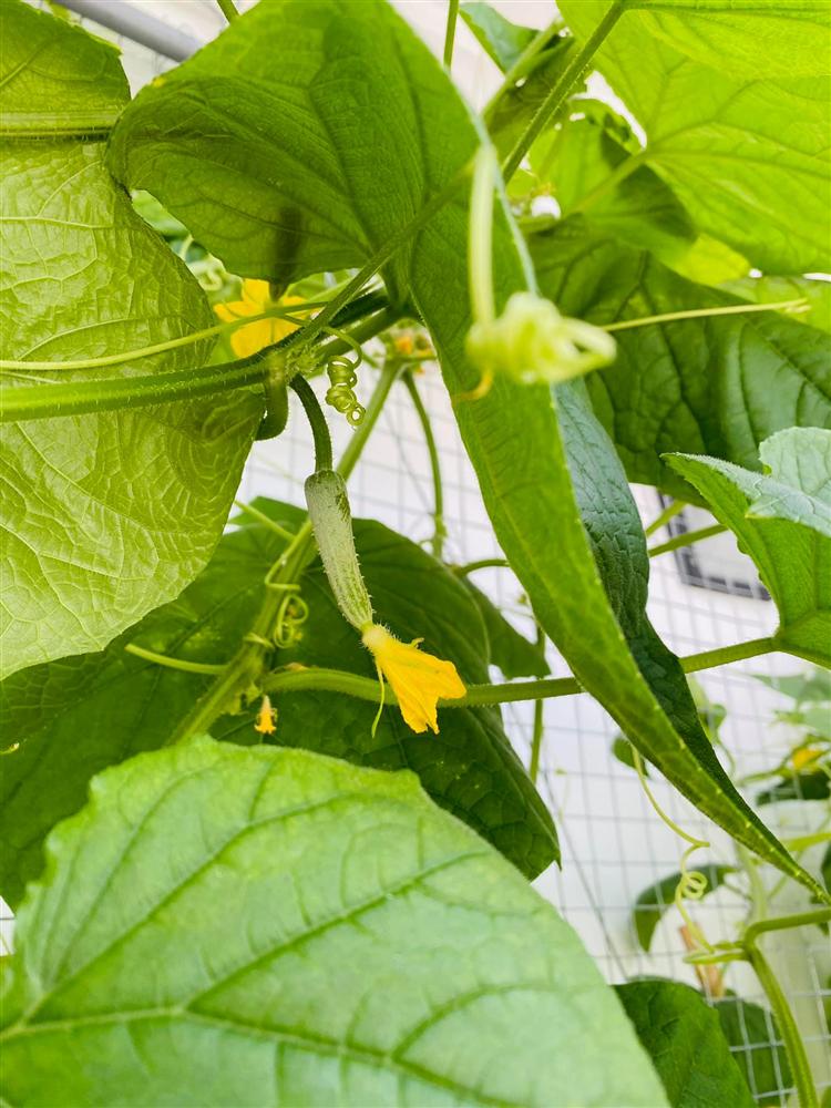 Ngắm vườn rau và nấm sạch do chính tay MC Đại Nghĩa tự trồng trên sân thượng nhà mình ở quận 7, TP HCM-4