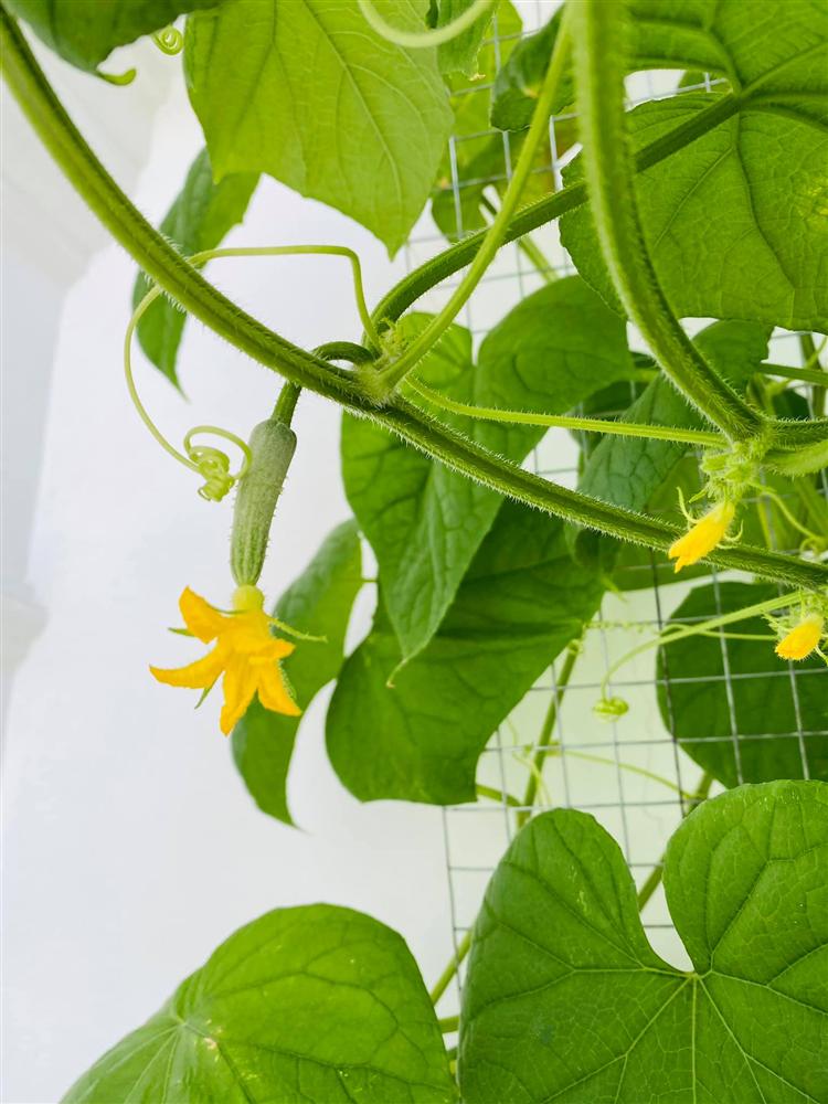 Ngắm vườn rau và nấm sạch do chính tay MC Đại Nghĩa tự trồng trên sân thượng nhà mình ở quận 7, TP HCM-8