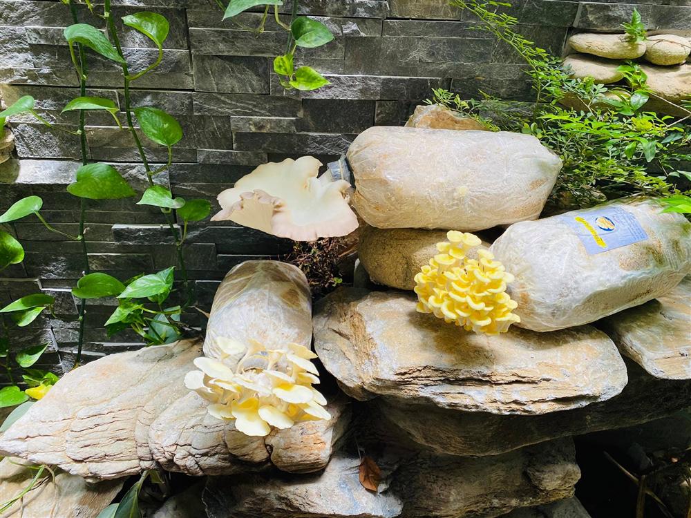 Ngắm vườn rau và nấm sạch do chính tay MC Đại Nghĩa tự trồng trên sân thượng nhà mình ở quận 7, TP HCM-10