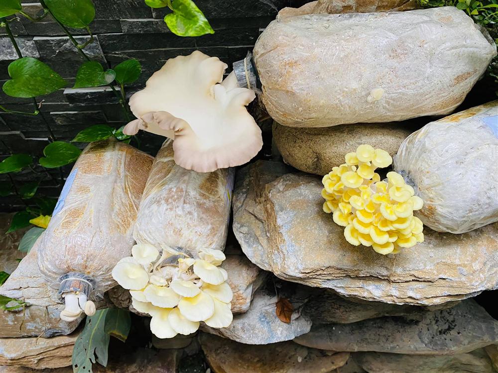 Ngắm vườn rau và nấm sạch do chính tay MC Đại Nghĩa tự trồng trên sân thượng nhà mình ở quận 7, TP HCM-13