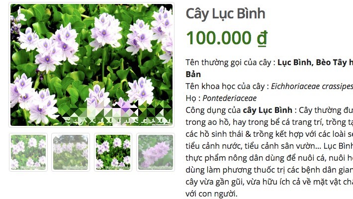 Ở quê bỏ đi lợn cũng không ăn, lên mạng bán 50 ngàn/cây-1