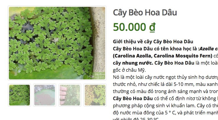 Ở quê bỏ đi lợn cũng không ăn, lên mạng bán 50 ngàn/cây-3