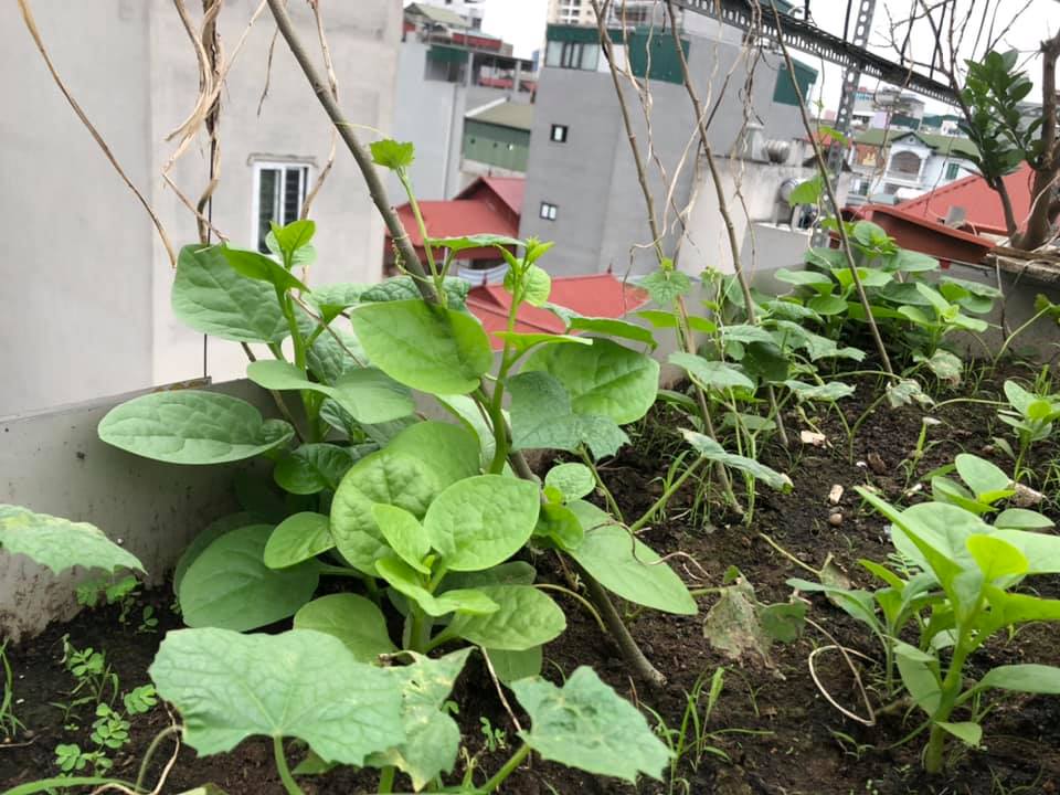 6 bài học khi vay tiền người thân, bạn bè của người vợ trẻ Hà Nội chỉ có 50 triệu trong tay nhưng dám liều mua nhà-2