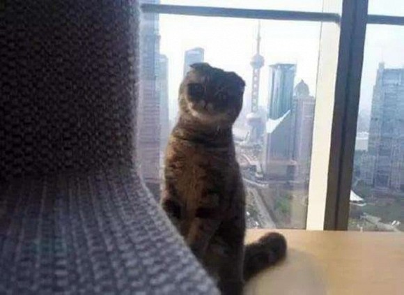 Nhà siêu sang có giá hàng trăm tỷ đồng của Angelababy ở Thượng Hải-2