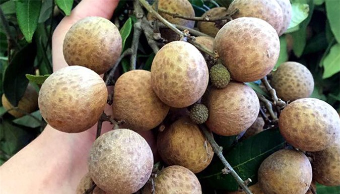 Cách chọn nhãn lồng thơm ngon ngọt lịm không hóa chất-1