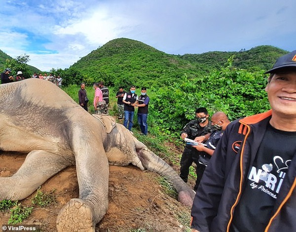 Mò vào vườn xoài kiếm thức ăn, voi bị điện giật chết, chủ vườn có nguy cơ bị truy tố hình sự-1