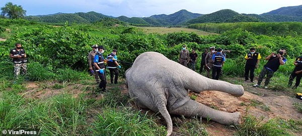 Mò vào vườn xoài kiếm thức ăn, voi bị điện giật chết, chủ vườn có nguy cơ bị truy tố hình sự-2