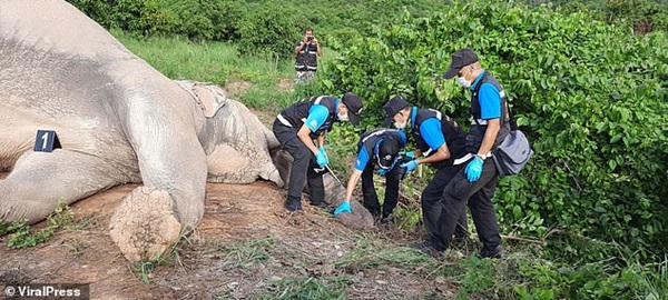 Mò vào vườn xoài kiếm thức ăn, voi bị điện giật chết, chủ vườn có nguy cơ bị truy tố hình sự-3