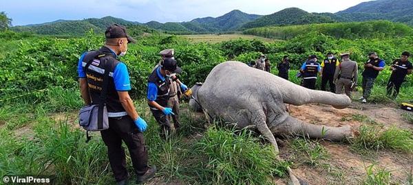 Mò vào vườn xoài kiếm thức ăn, voi bị điện giật chết, chủ vườn có nguy cơ bị truy tố hình sự-4