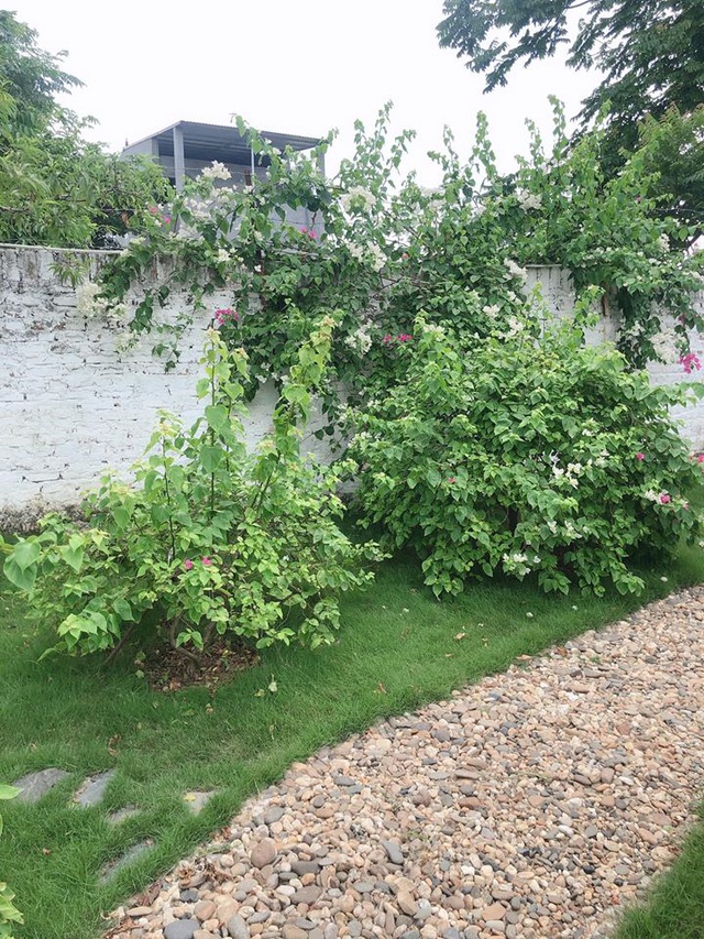 Mê mẩn khu vườn ngập tràn hoa lá của Khánh Thi, Duy Nam, Mai Ngọc-8