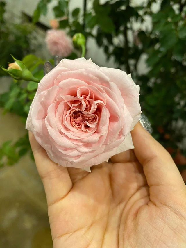 Mê mẩn khu vườn ngập tràn hoa lá của Khánh Thi, Duy Nam, Mai Ngọc-14