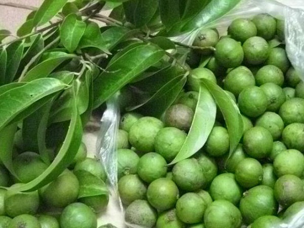 Cách chọn sấu ngon, bảo quản cả năm vẫn tươi không hỏng-1