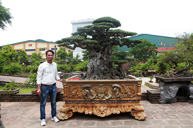 Đại gia Hà Nội chi 24 tỷ mua 2 cây sanh danh tiếng bậc nhất-10