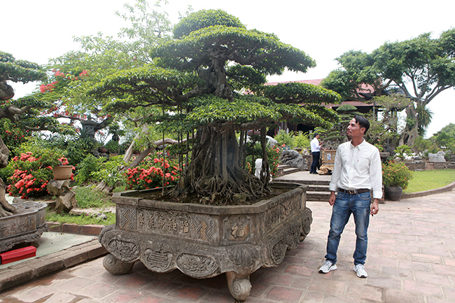 Đại gia Hà Nội chi 24 tỷ mua 2 cây sanh danh tiếng bậc nhất-3