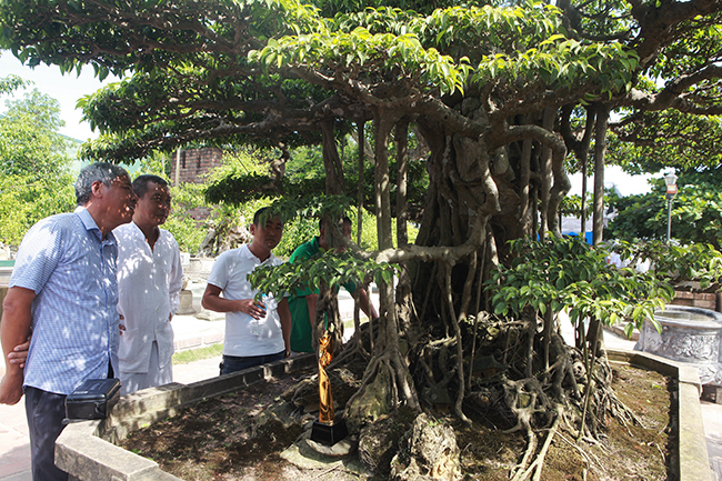 Đại gia Hà Nội chi 24 tỷ mua 2 cây sanh danh tiếng bậc nhất-5