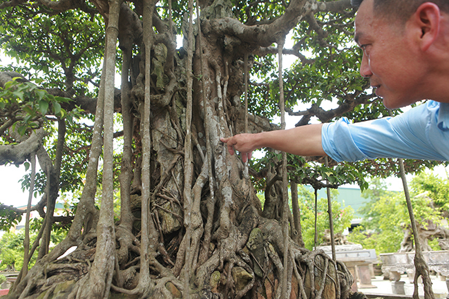 Đại gia Hà Nội chi 24 tỷ mua 2 cây sanh danh tiếng bậc nhất-8