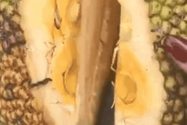 Anh chàng quay clip tách mít chín mọng từ trên cây cực đã mắt nhưng lại bị cư dân mạng chỉ trích vì một điểm này-2