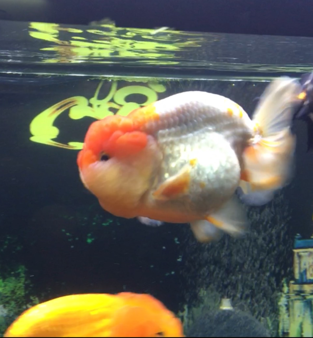 Vua cá vàng đắt đỏ giá tiền triệu, dân chơi vẫn mê mẩn-4