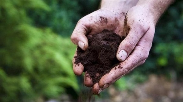 Tự trồng rau sạch mà không biết những mẹo làm vườn này thì quá phí-5