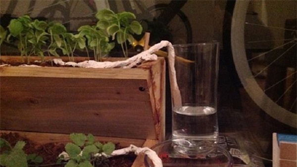 Tự trồng rau sạch mà không biết những mẹo làm vườn này thì quá phí-6